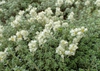 Form
