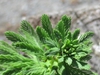 Close up of leaf pattern