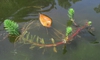 Stem and leaf