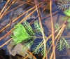 Leaf