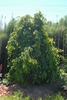 Parrotia persica