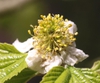 Close up of flower