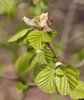 Leaves and stem