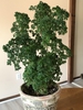 Form in a pot