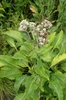 Form