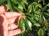 Hand cradling a palmately compound leaf. Leaflets shiny, toothed