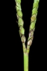 Double spike inflorescence