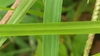 Leaf blade detail