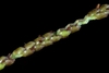 Spikelets