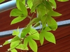 Vine with three-lobed leaves.