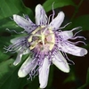Close-up of single bluish-purple flower with spiky corona.