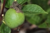 A round, green, golf-ball-sized fruit.