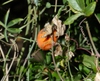 Vines and tendrils with fruit
