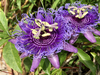 Close-up of single purple flower with spiky corona.