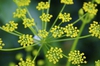Pastinaca sativa