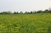 Pastinaca sativa