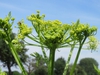 Pastinaca sativa