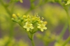 Patrinia scabiosifolia