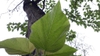 Leaf closeup