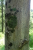 Bark
