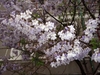 Clusters of tubular flowers, white inside, lavender outside