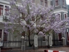 bare tree with clusters of pink-lavender flowers