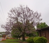 bare tree with clusters of pink flowers