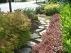 Spiraea japonica 'Lime Mound' in a Paver Pathway Garden