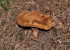 Form