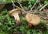 Form
