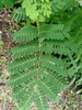 Bipinnately compound leaves with small oval leaflets