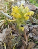 Yellow flower