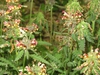 Pedicularis canadensis