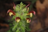 Bicolor flower