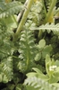 Leaves and stem