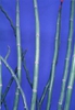 Pedilanthus tithymaloides