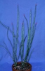 Pedilanthus tithymaloides
