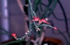 Pedilanthus tithymaloides