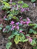 Form - November - Wake Co., NC
