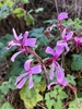 Flower - November - Wake Co., NC