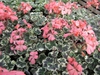 Mature plants