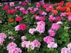 Group of plants