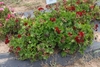 Trial bed with plants with ruffled leaves & dark flowers.