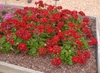 A trial plot with plants covered in red spherical clusters.
