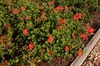 Pelargonium