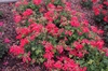 Pelargonium 'Caliente Coral' Flower