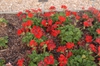 Pelargonium x hybridum