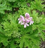 Deeply divided leaves & pink flowers with markings on 2 petals.