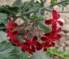 Cluster of dark red flowers with blackish spot on each petal