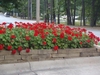 Pelargoniums in a raised bed. Umbel-like clusters of red flowers
